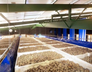 Sutton Gault Potato Store-4.jpg